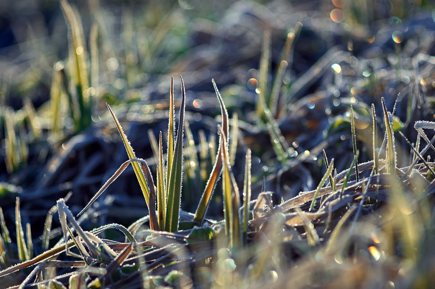 Spring grass