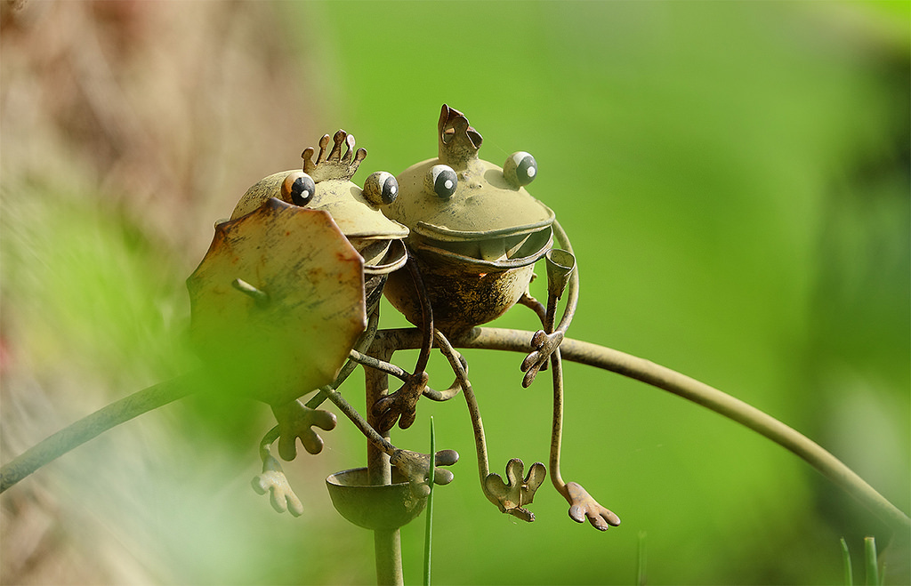 Froschkonzert im Garten