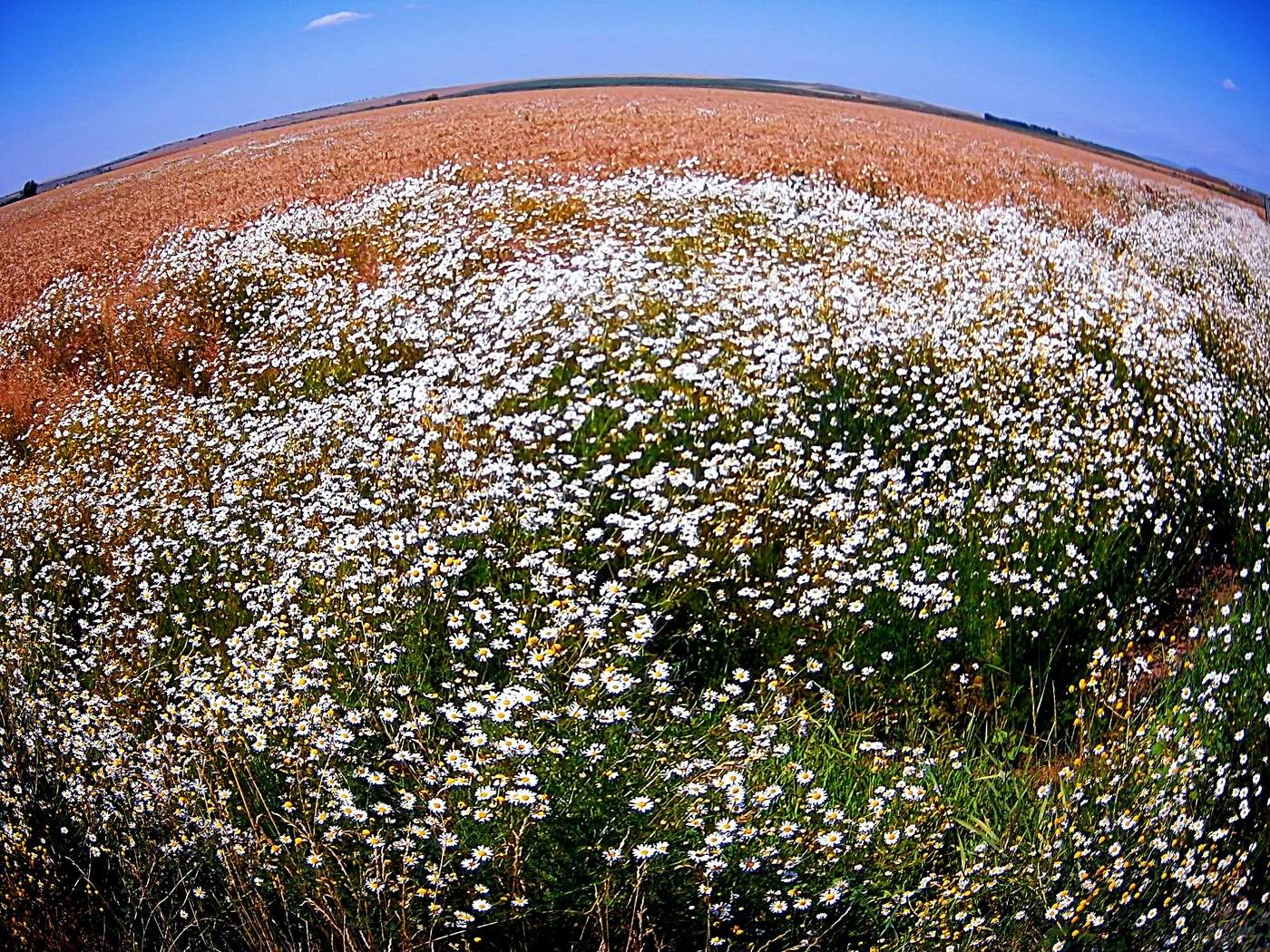 Wild Flower Field of Dreams