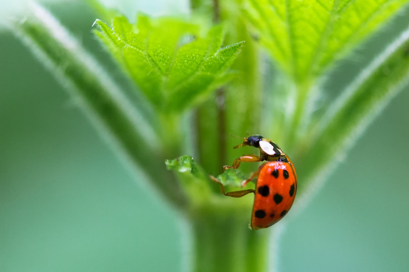 Ladybug