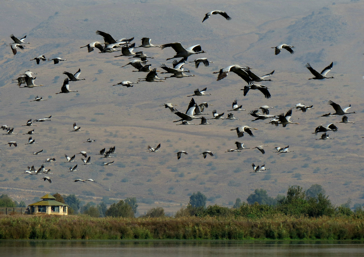 Wenn die Kraniche ziehen