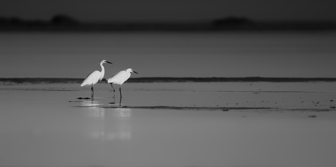 Seidenreiher am Abend