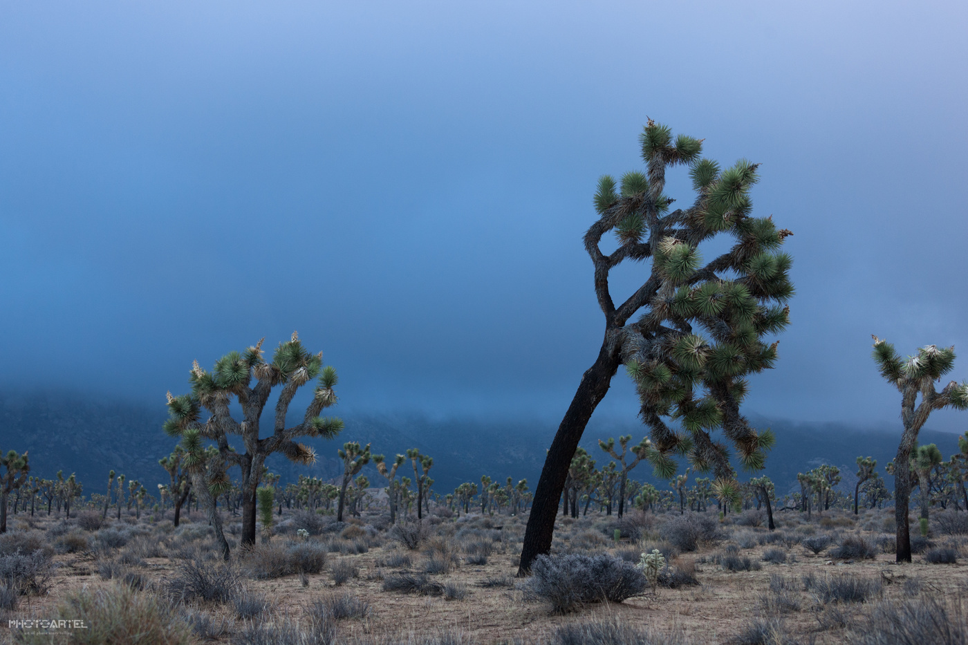 Angleichung des Nebels