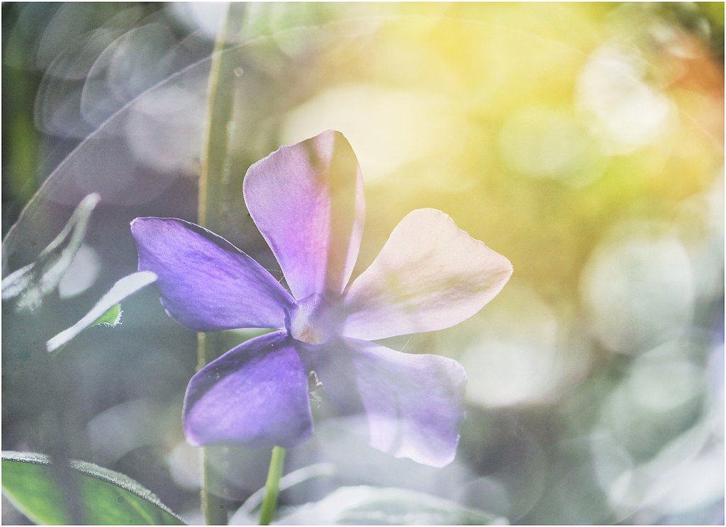 Licht, Bokeh, Gegelicht, Vinca Major