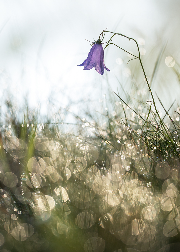 Wie in einem Märchen