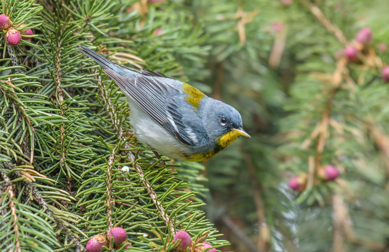 Northern Parula