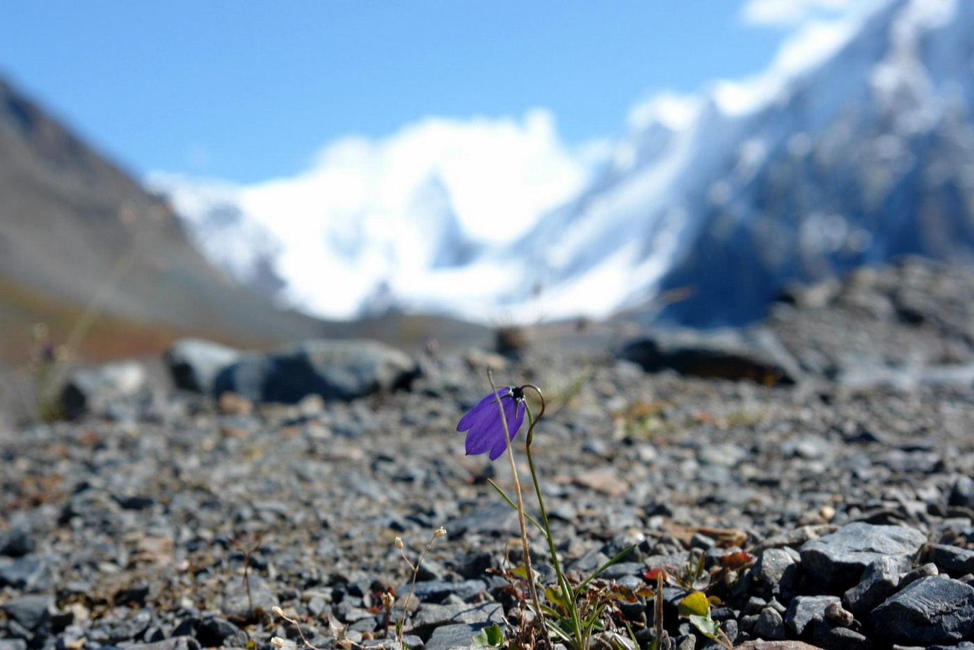 Und auf dem Stein wachsen die Blumen ...