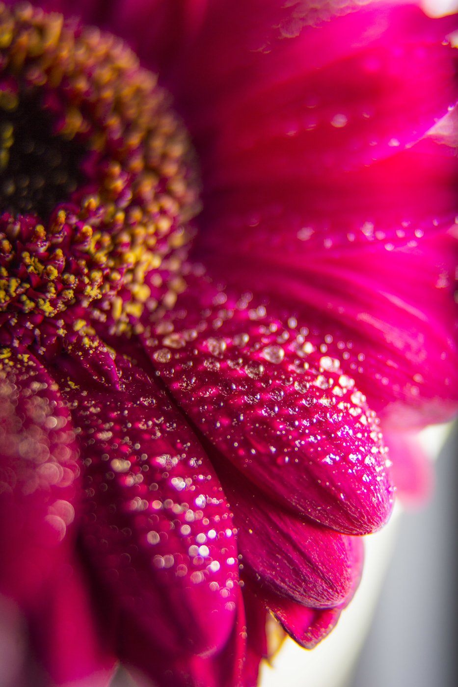 Wet Flower