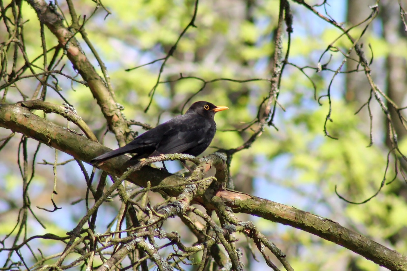 Amsel