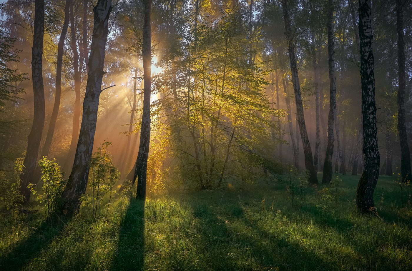 / Nebliger Morgen in den Vororten ... /