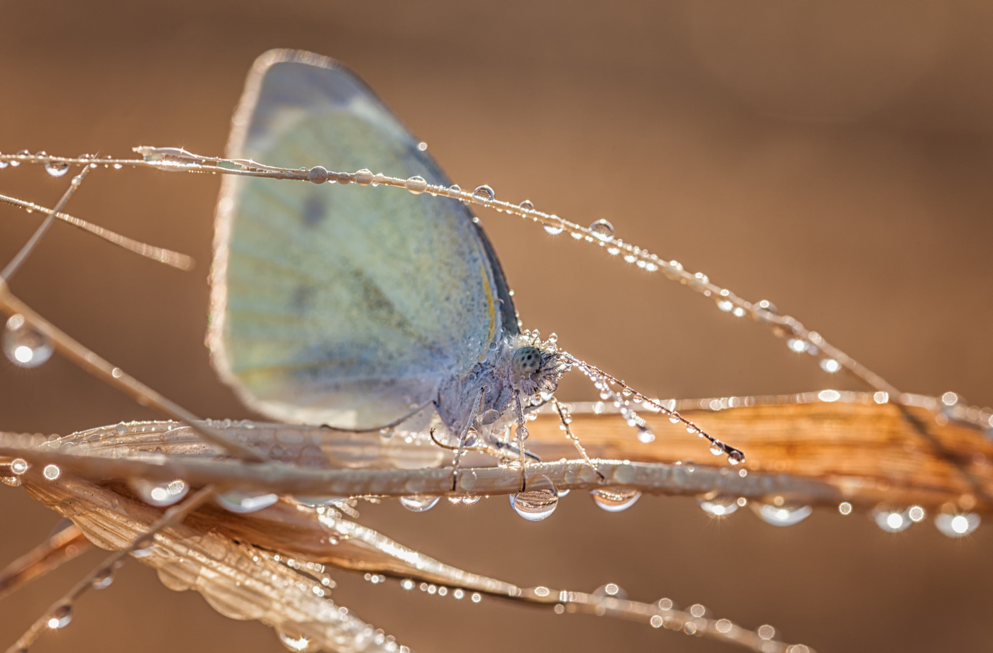 Treffen Morgen im Tau