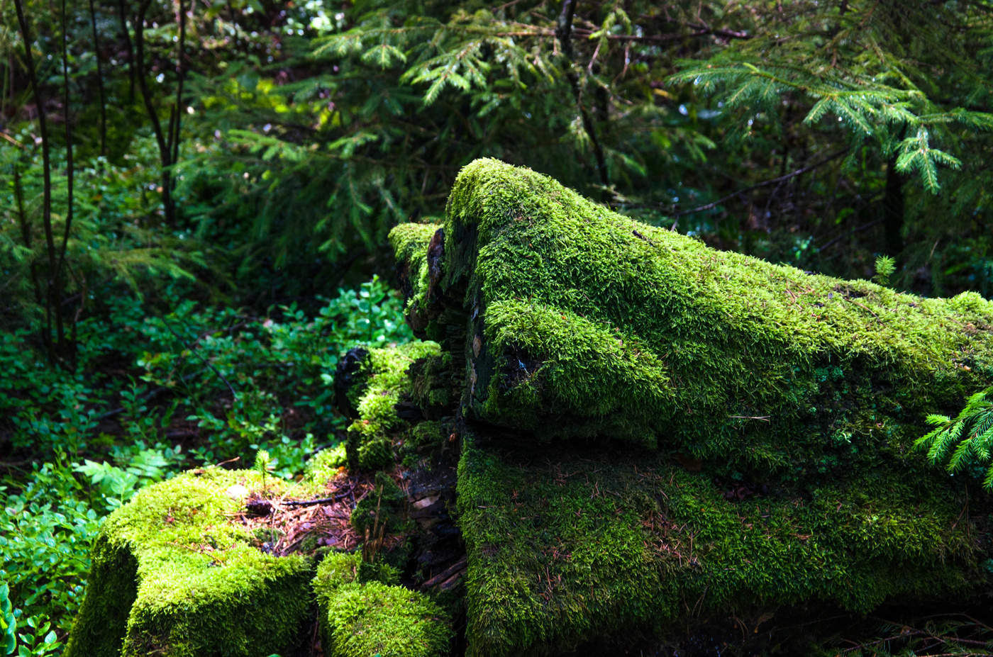 Gras in der Nähe des Hauses