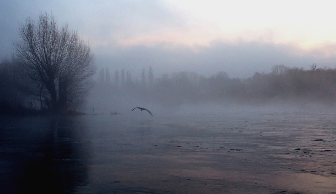 Graureiher im Morgengrauen