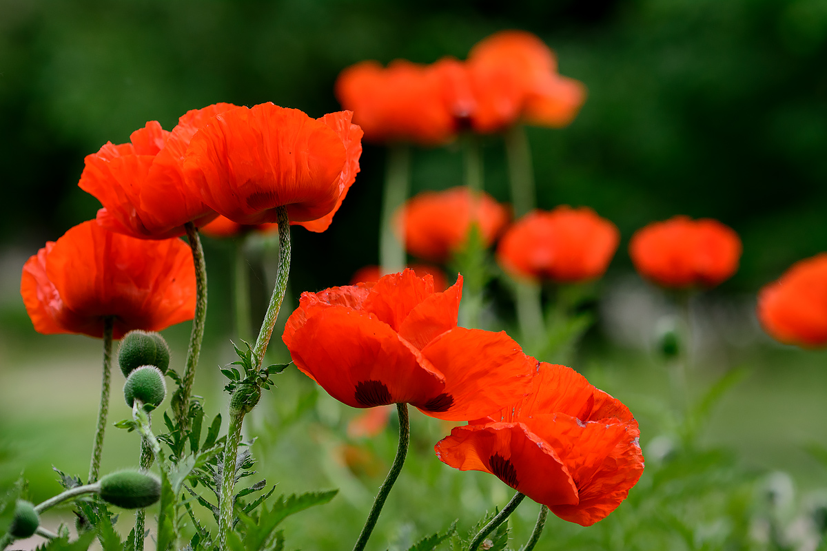 Mohn