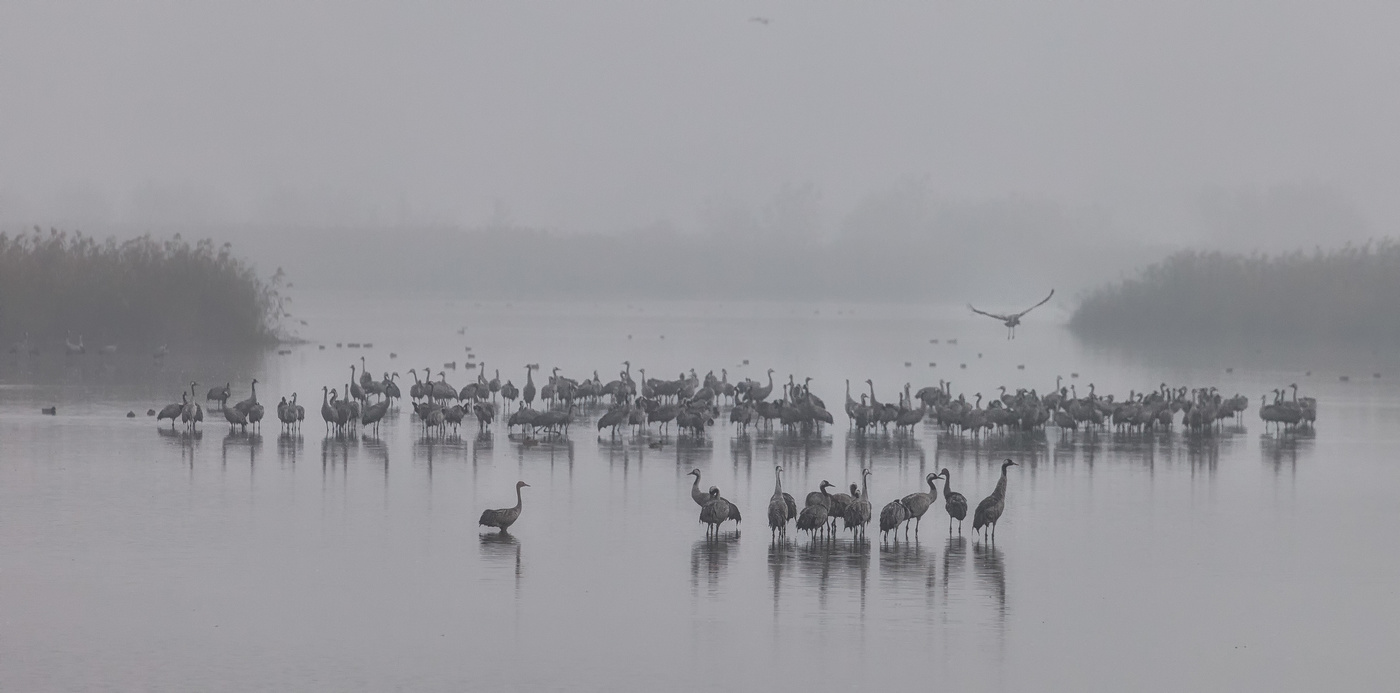 Schwarz-Weiß-Morgen