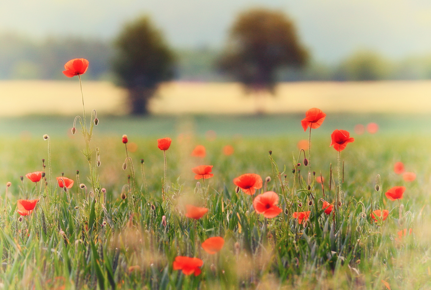 poppies and trees