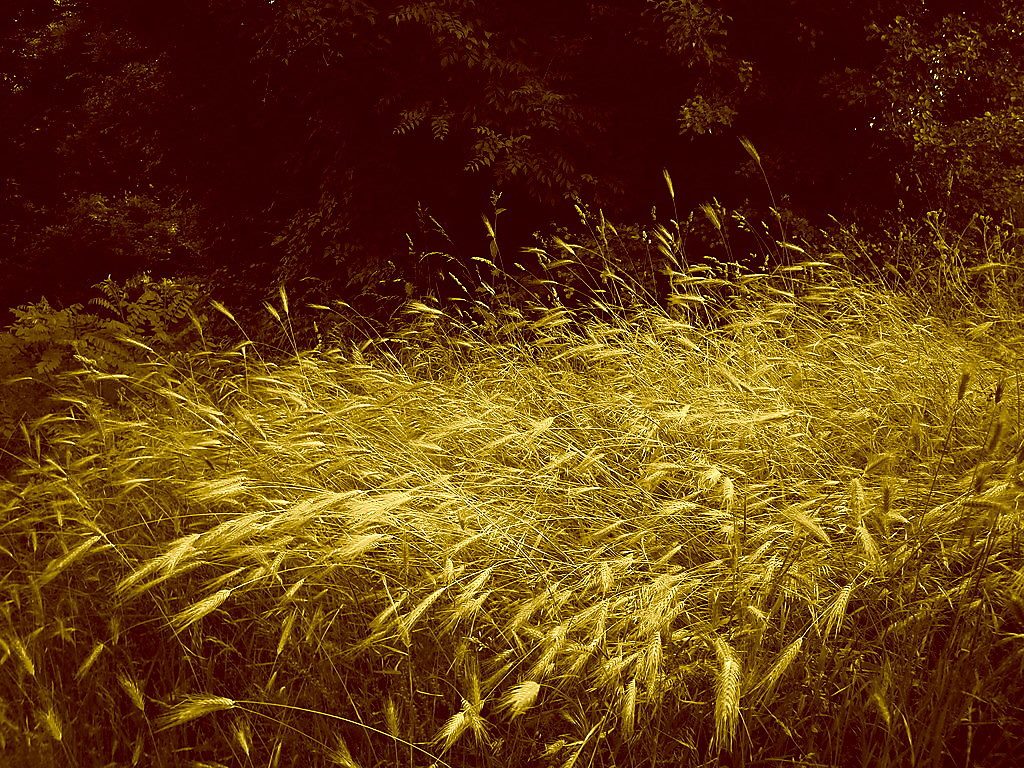 Golden grass in early morning