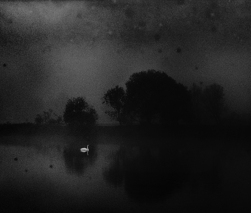 black fea, white hope