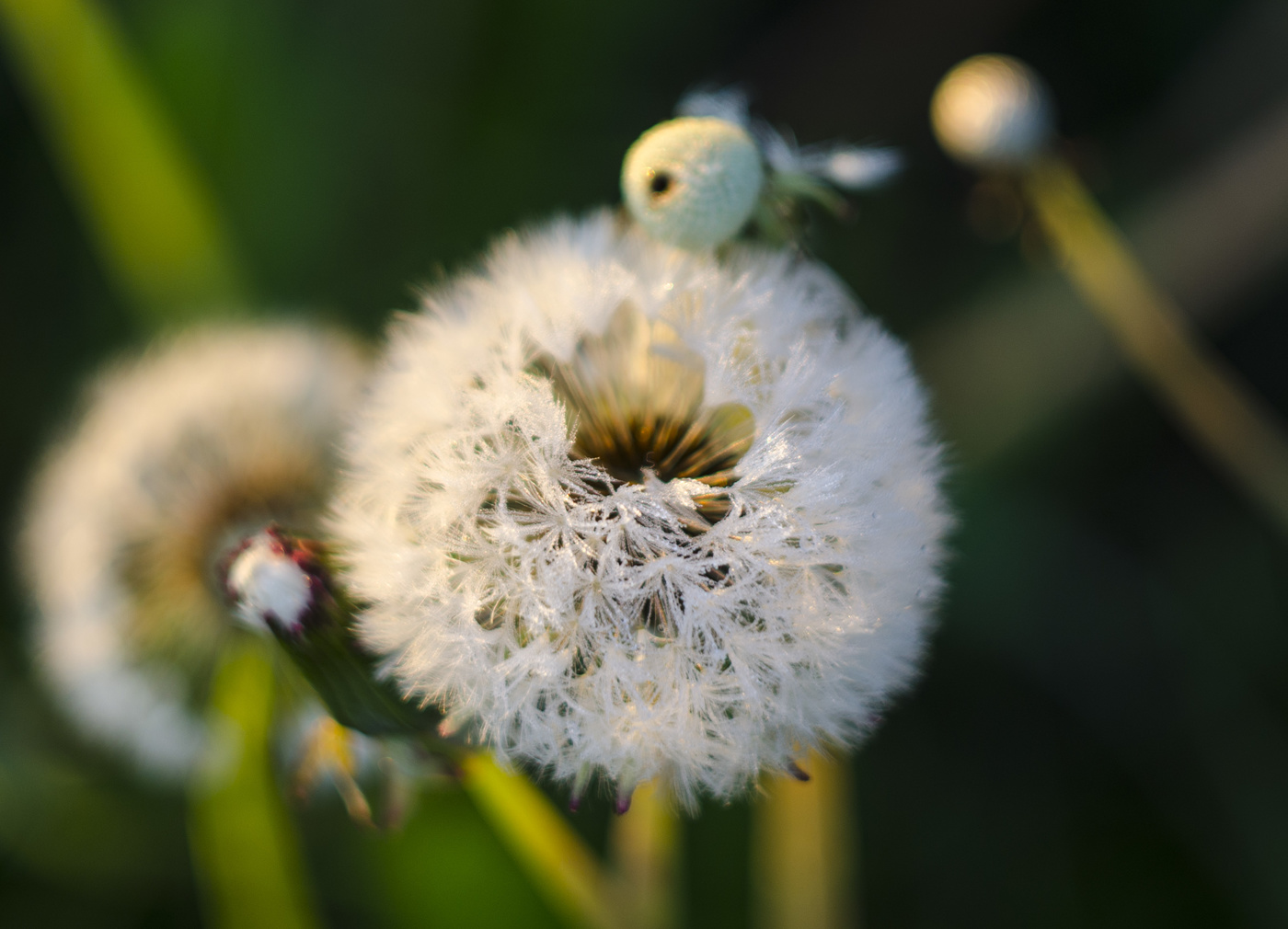 Taraxacum