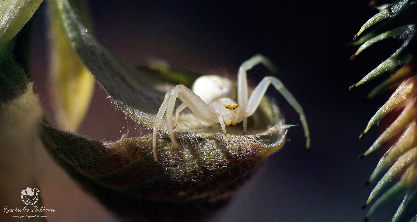 Misumena vatia (Clerck, 1757)