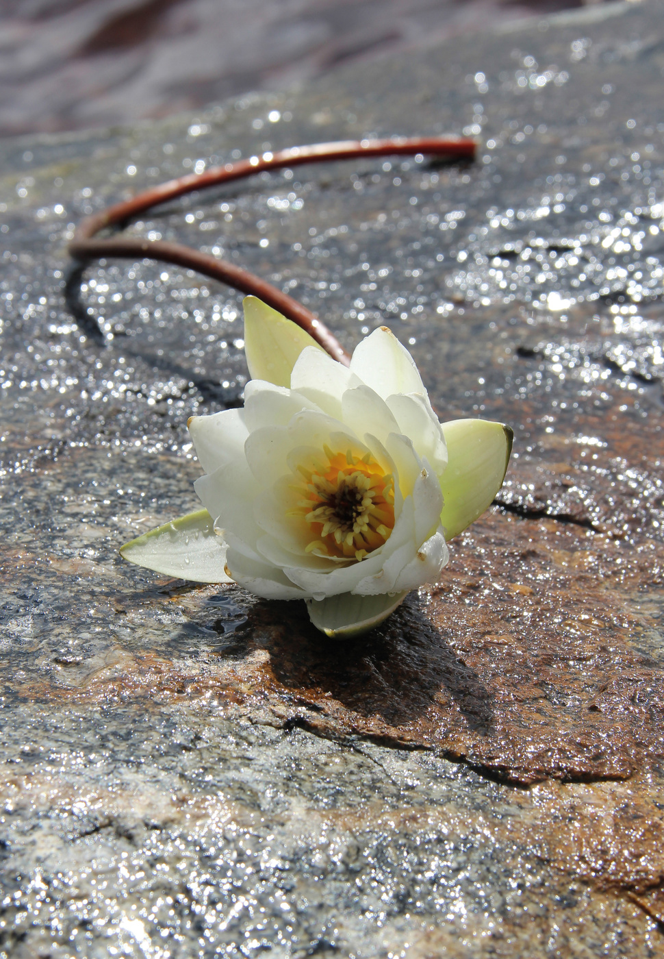 Die kleine Meerjungfrau