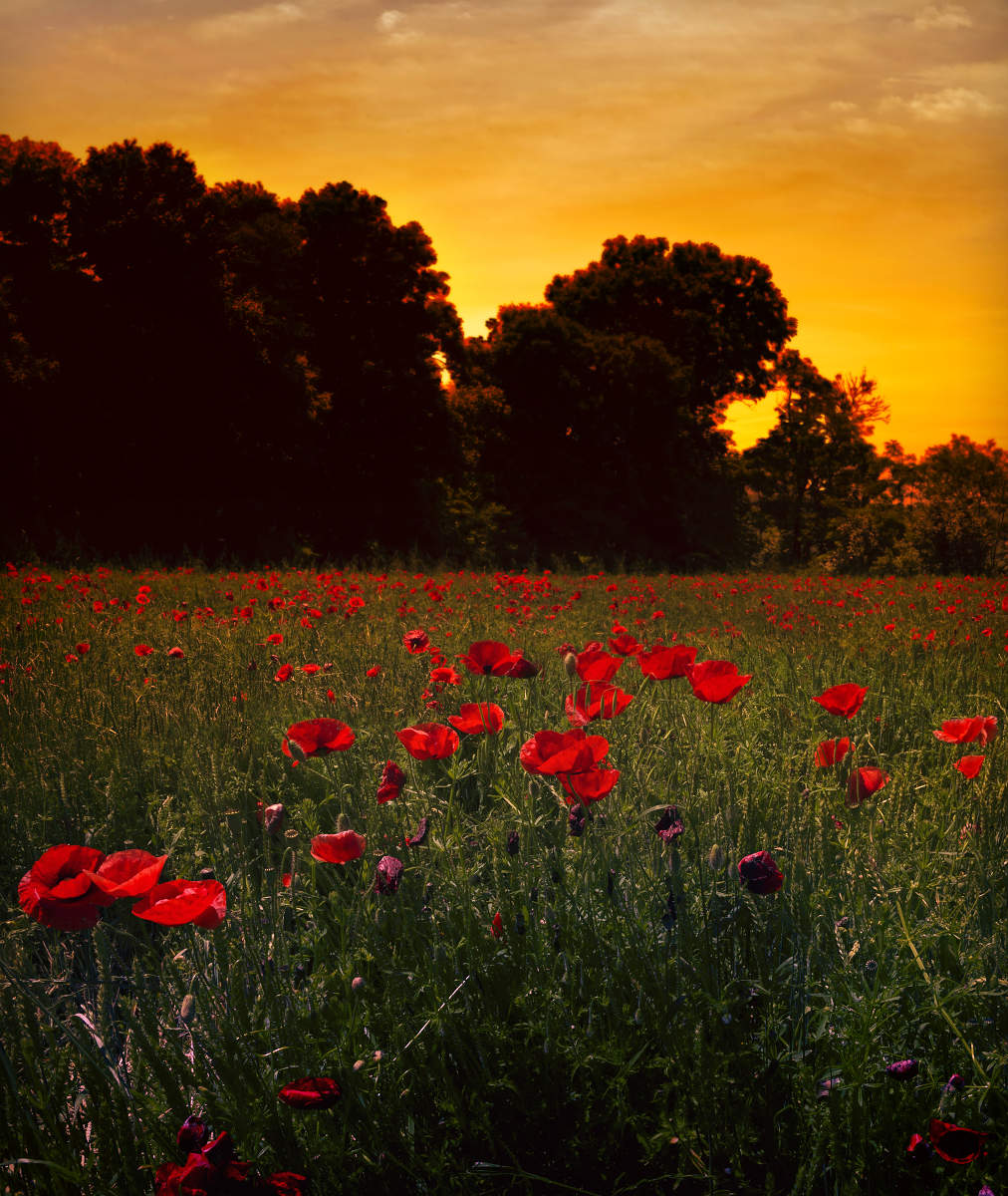 Poppy Sonnenuntergang