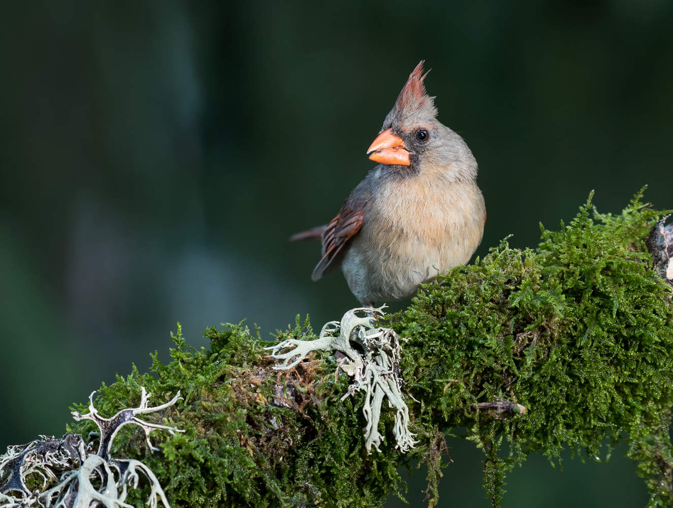 Northern Cardinal ♀