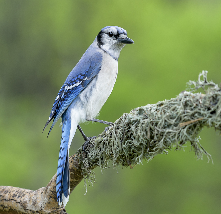 Blue Jay