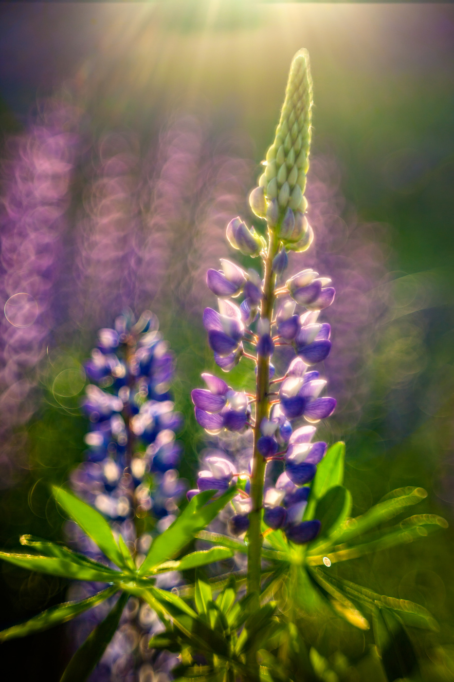 Lupinus