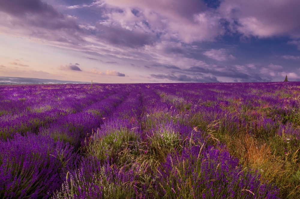 Lavendel Sonnenuntergang