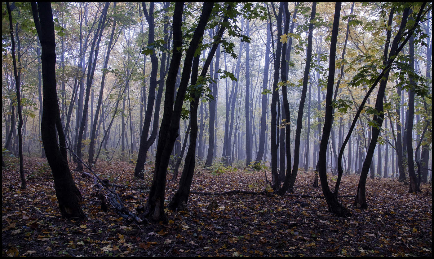 in den herbstlichen Wald