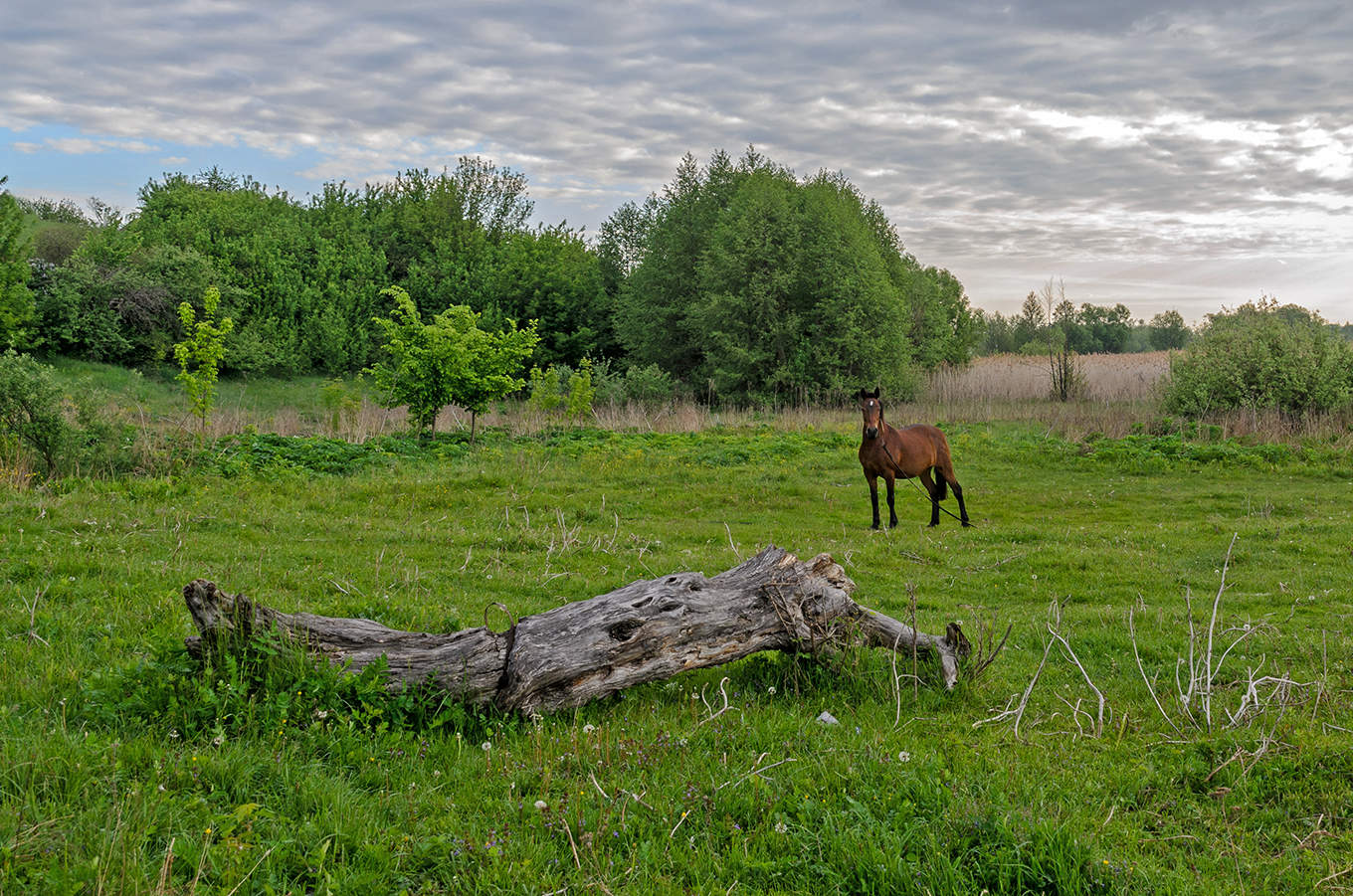 Am Morgen auf einer Wiese