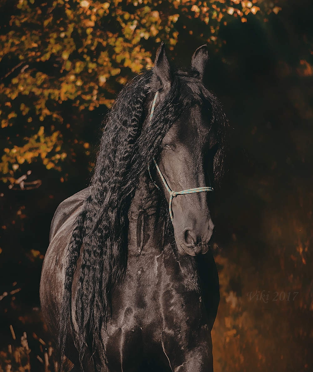 Porträt eines Pferdes