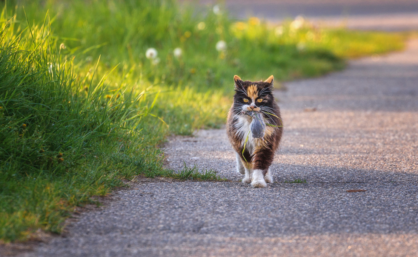 Mit der Produktion von