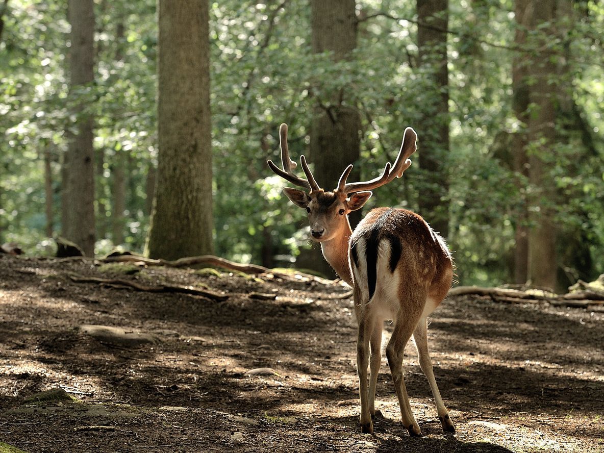 Ich sah mich um, um zu sehen ...