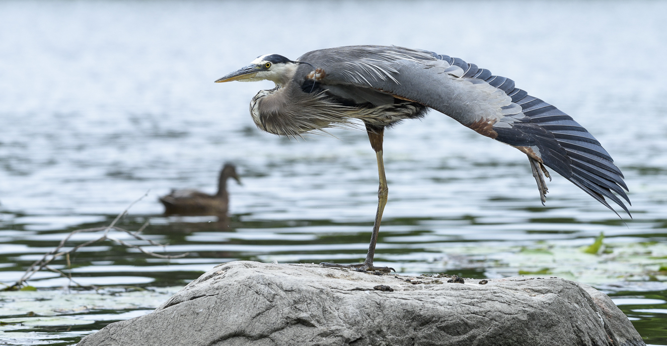 Great blue heron (male)