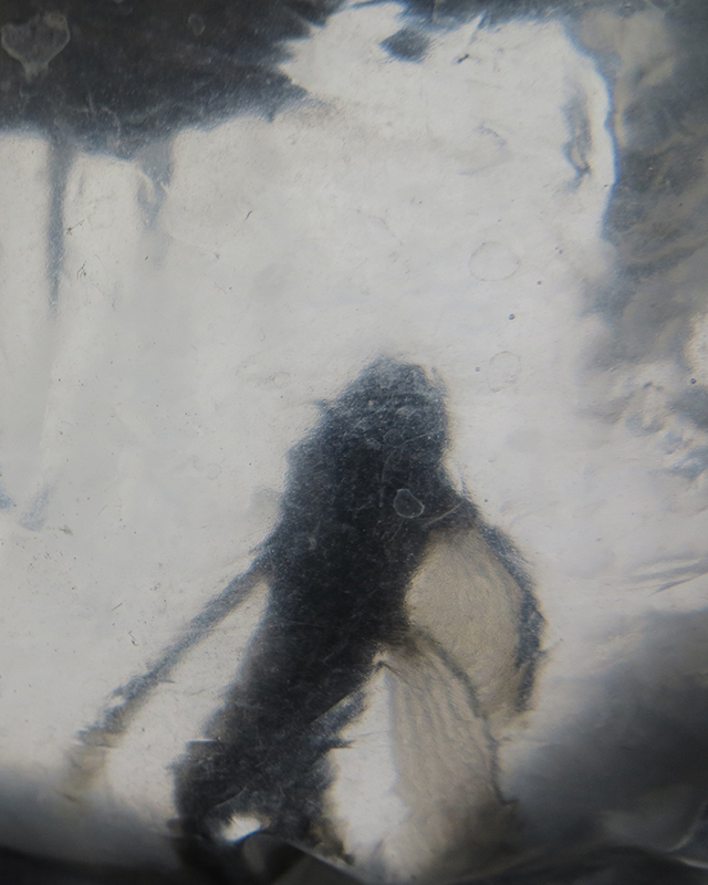 eine Fliege auf dem Feld ist weg ...