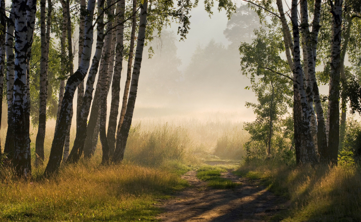 Morgen im Birkenwald