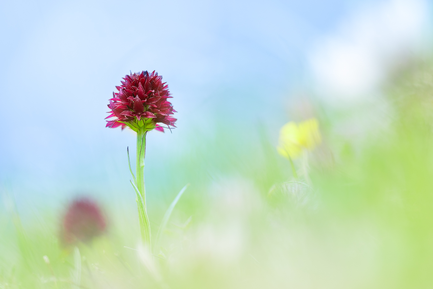 schwarzes Kohlröschen