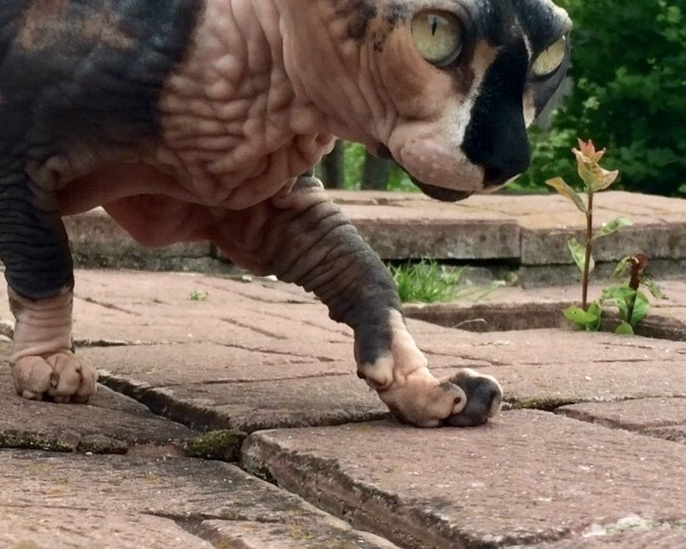 Butterblumen-Blüten