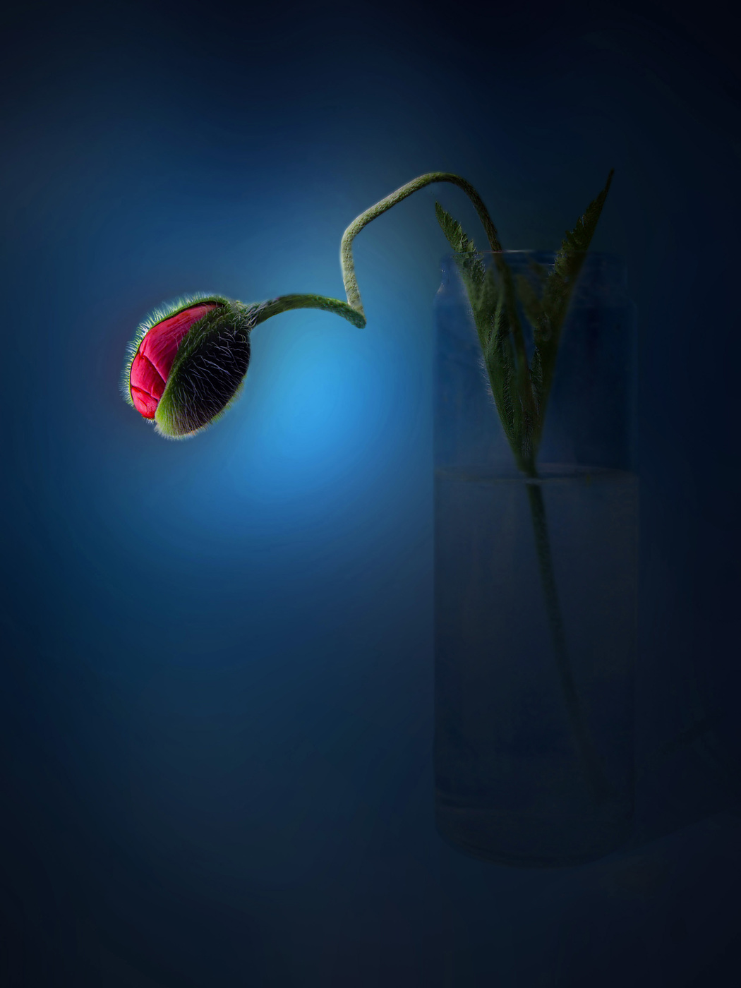 still life with red poppy bud