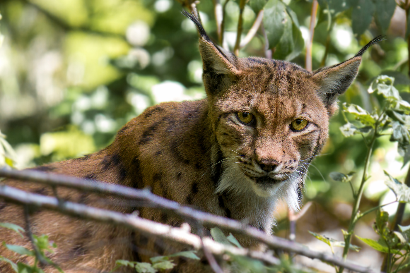 Luchs