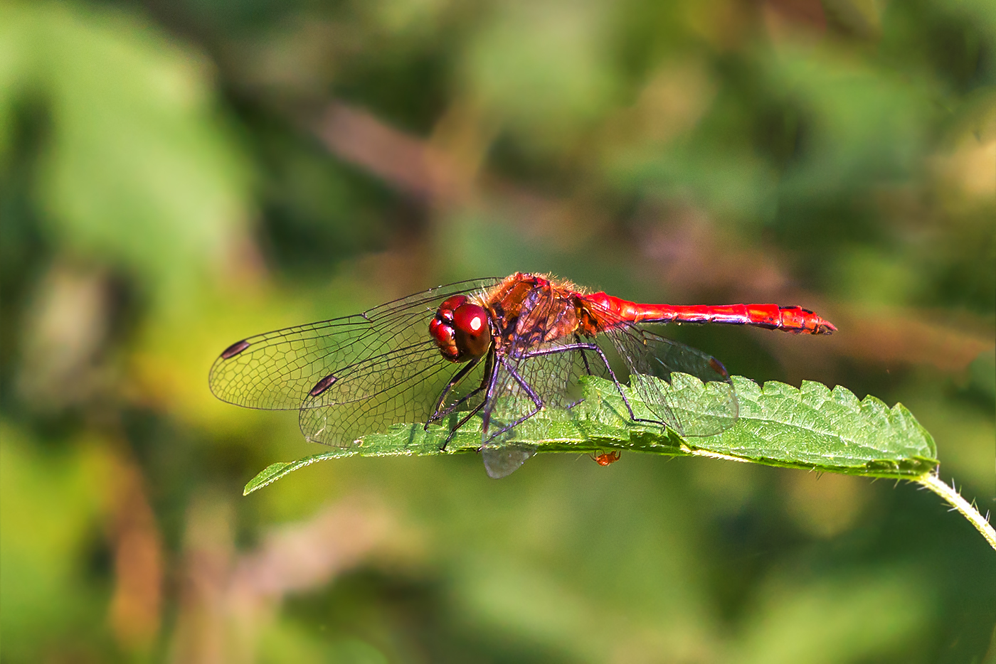 Dragonfly