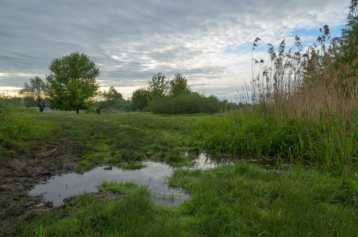 Am Morgen auf einer Wiese
