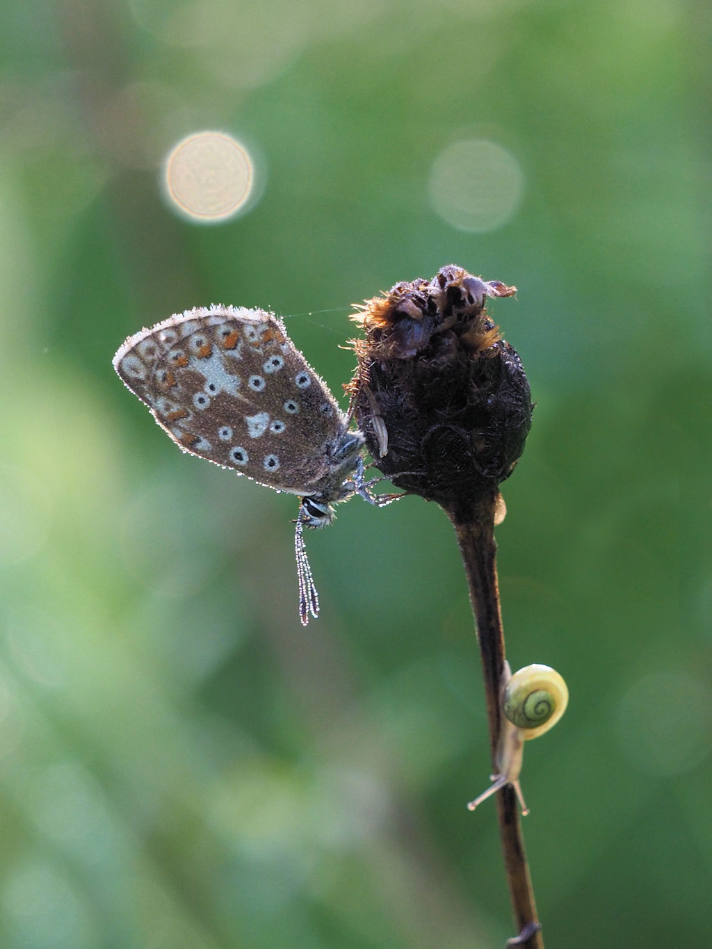 Ungleiches Paar im Mogentau