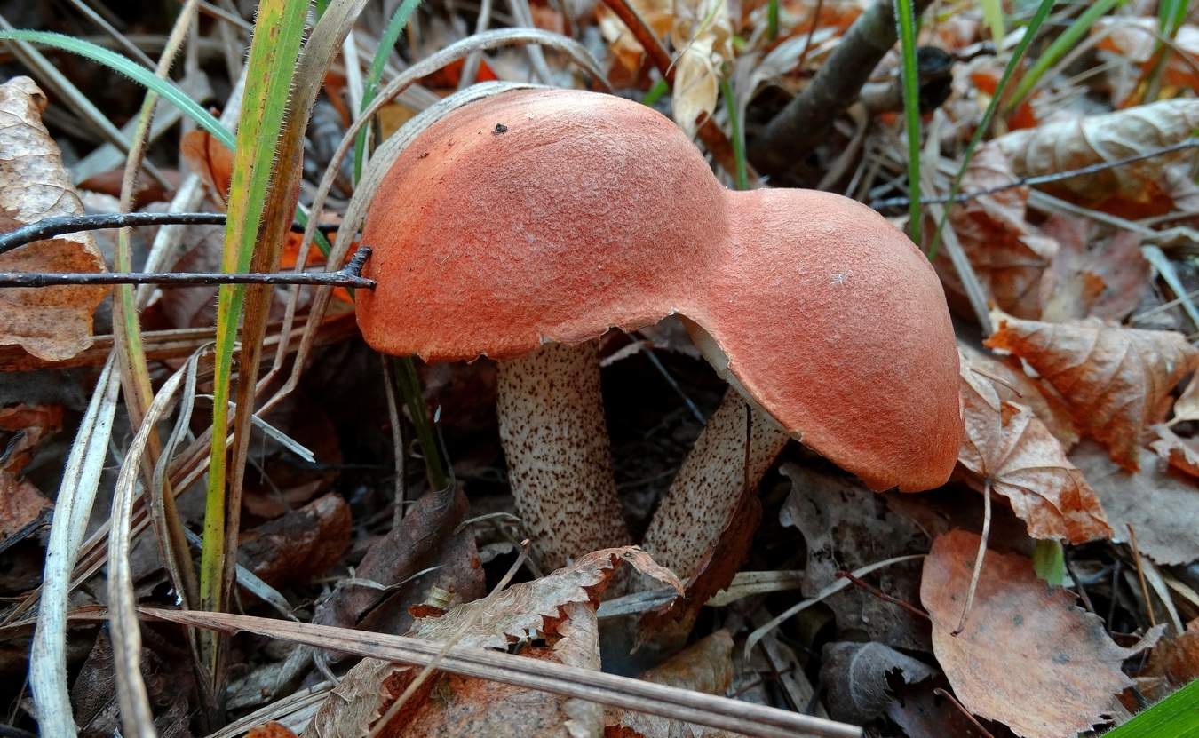 Siamesische Zwillinge