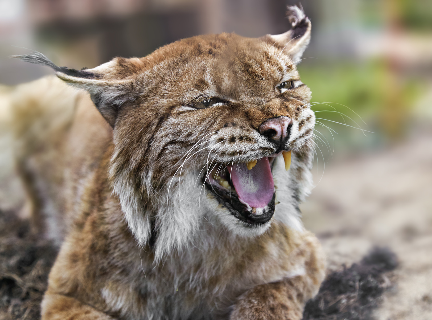 Luchs
