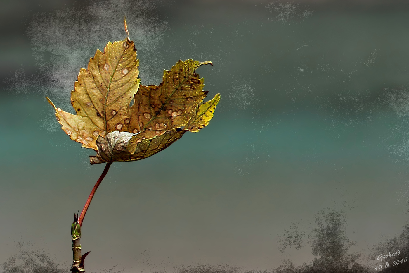 Träumerei.............