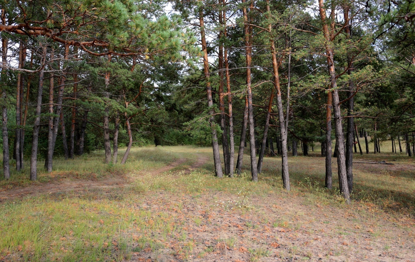 In einem Kiefernwald