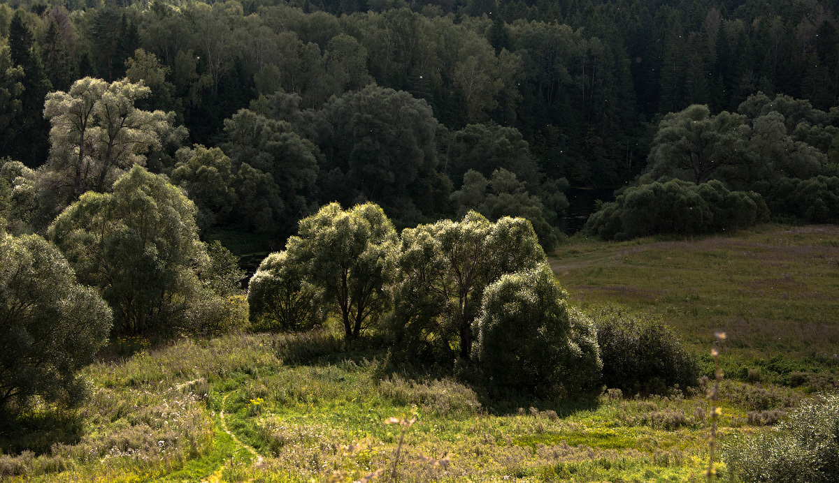 Bäume durch den Fluss